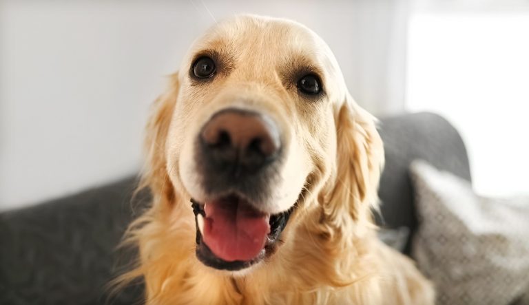 Véradó hős lett egy golden retriever – rajonganak érte az interneten