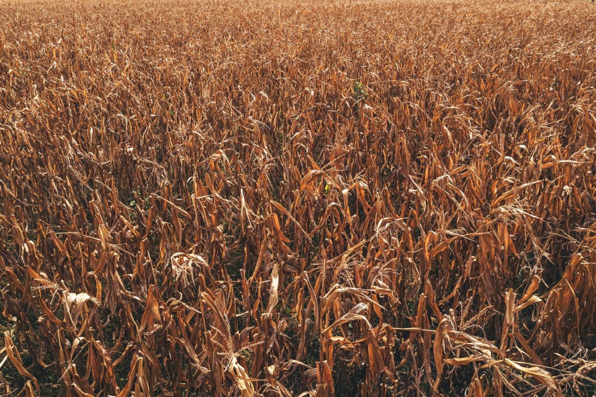 Aggasztó a helyzet, 30 napja alig esik az eső Magyarországon