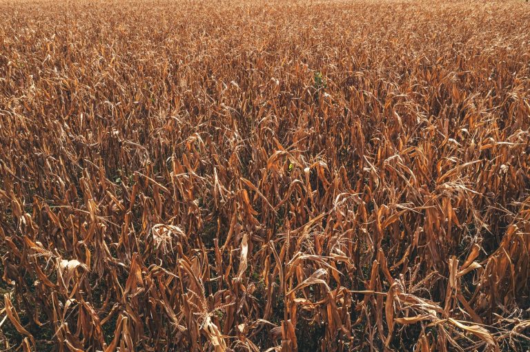 Aggasztó a helyzet, 30 napja alig esik az eső Magyarországon