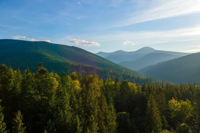 Élve került elő az erdőből egy ötgyermekes anya – napokon át nem ivott és nem evett