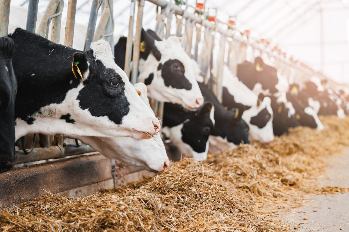 Tragédia egy tejüzemben – hatan vesztették életüket a megrázó balesetben