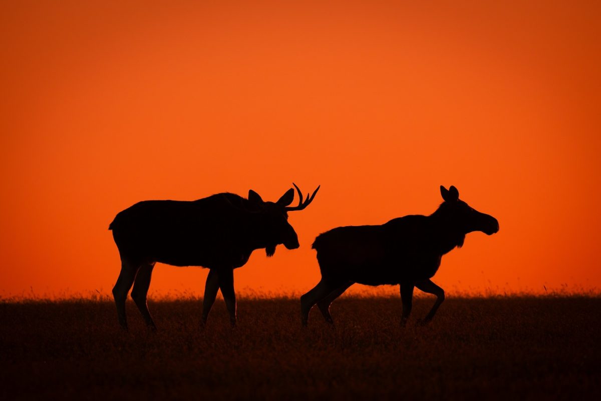 Jávorszarvassal ütközött egy fiatal férfi, nem élte túl