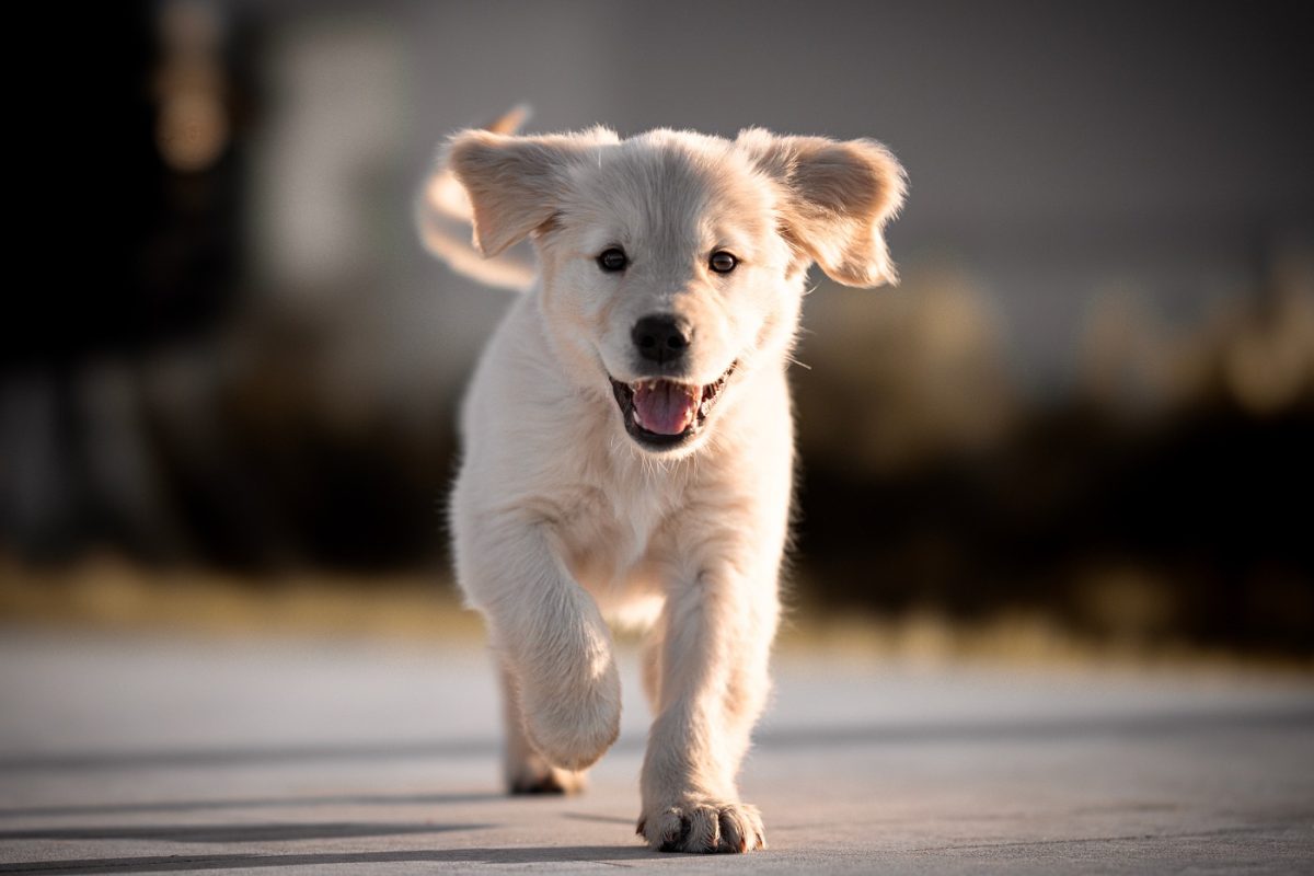 Egy golden retriever kölyök, aki nemet mond a szabadságra