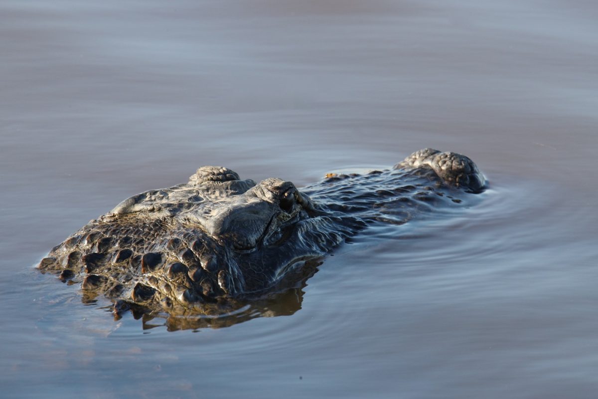 Aligátortámadásban halt meg egy 12 éves néma fiú, de valami nem stimmel