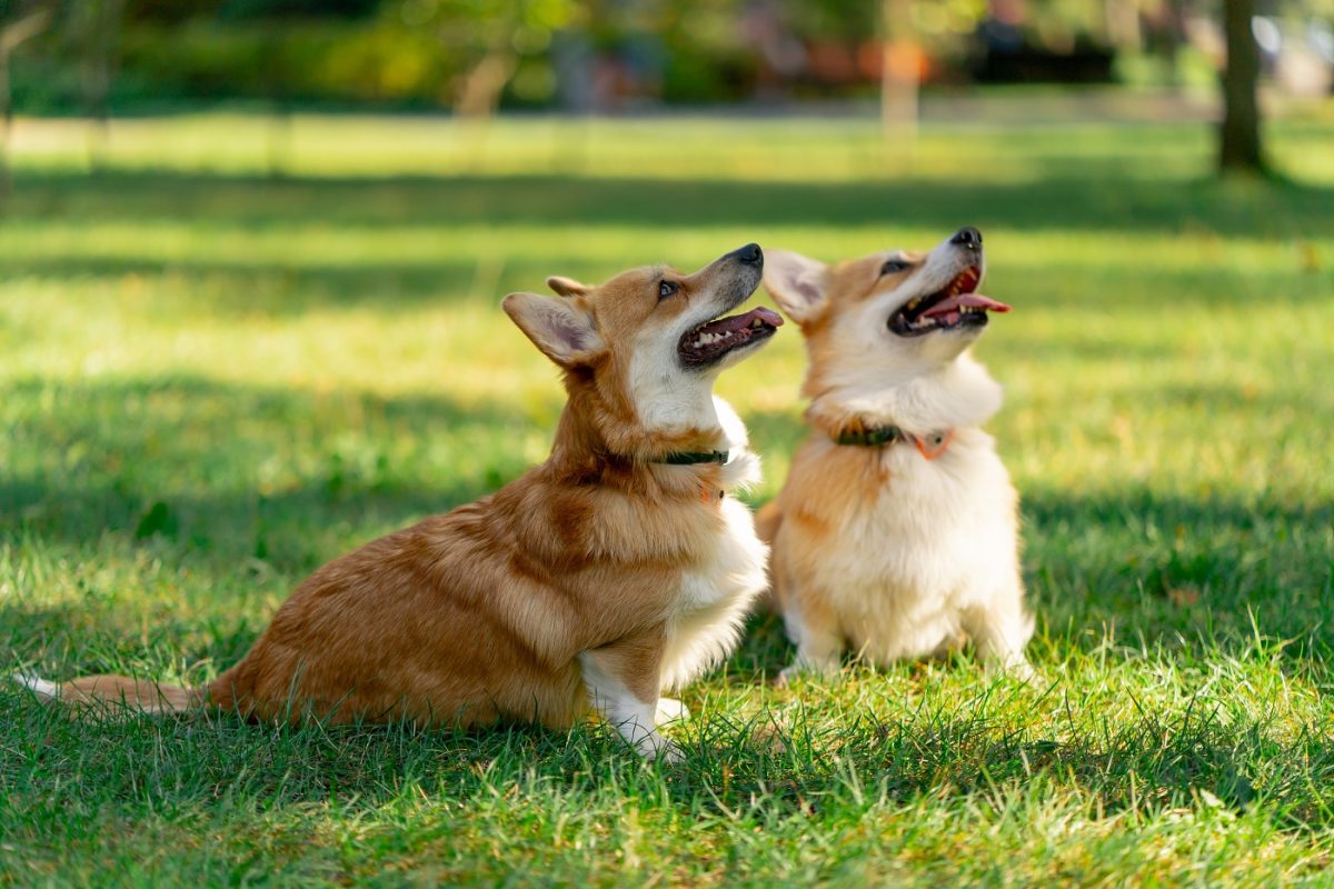 Corgi kutyák tömegei versenyeztek egymás ellen, még jelmezversenyt is tartottak nekik