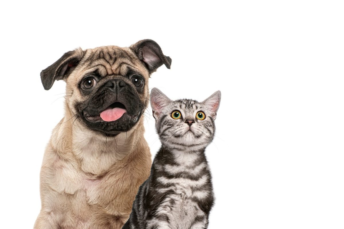 Hazavitt a menhelyről egy macskát, majd egy héttel később rájött, hogy kutyát fogadott örökbe