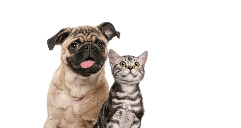 Hazavitt a menhelyről egy macskát, majd egy héttel később rájött, hogy kutyát fogadott örökbe