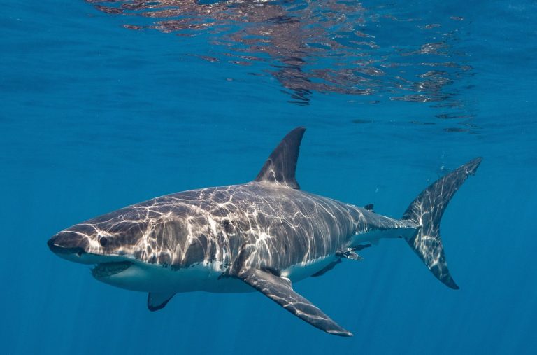 Váratlan helyen bukkant fel egy óriási fehér cápa, azonnal kiadták a riasztást