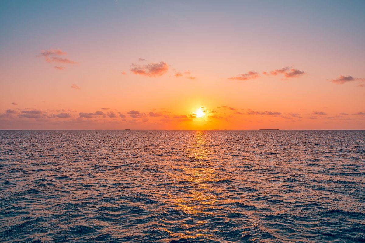 Egy rendkívül ritka, narancssárga színű cápát fogtak a Karib-tengeren