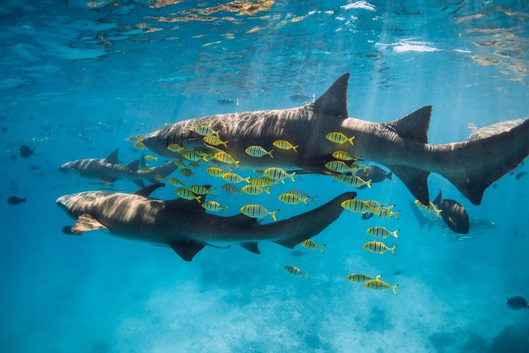 Cápaveszély az USA-ban – a tíz legveszélyesebb tengerpart