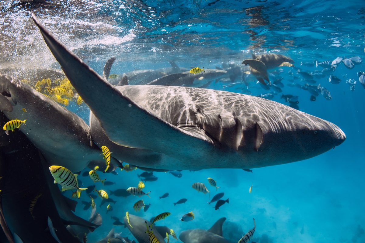 Újabb súlyos cápatámadás történt