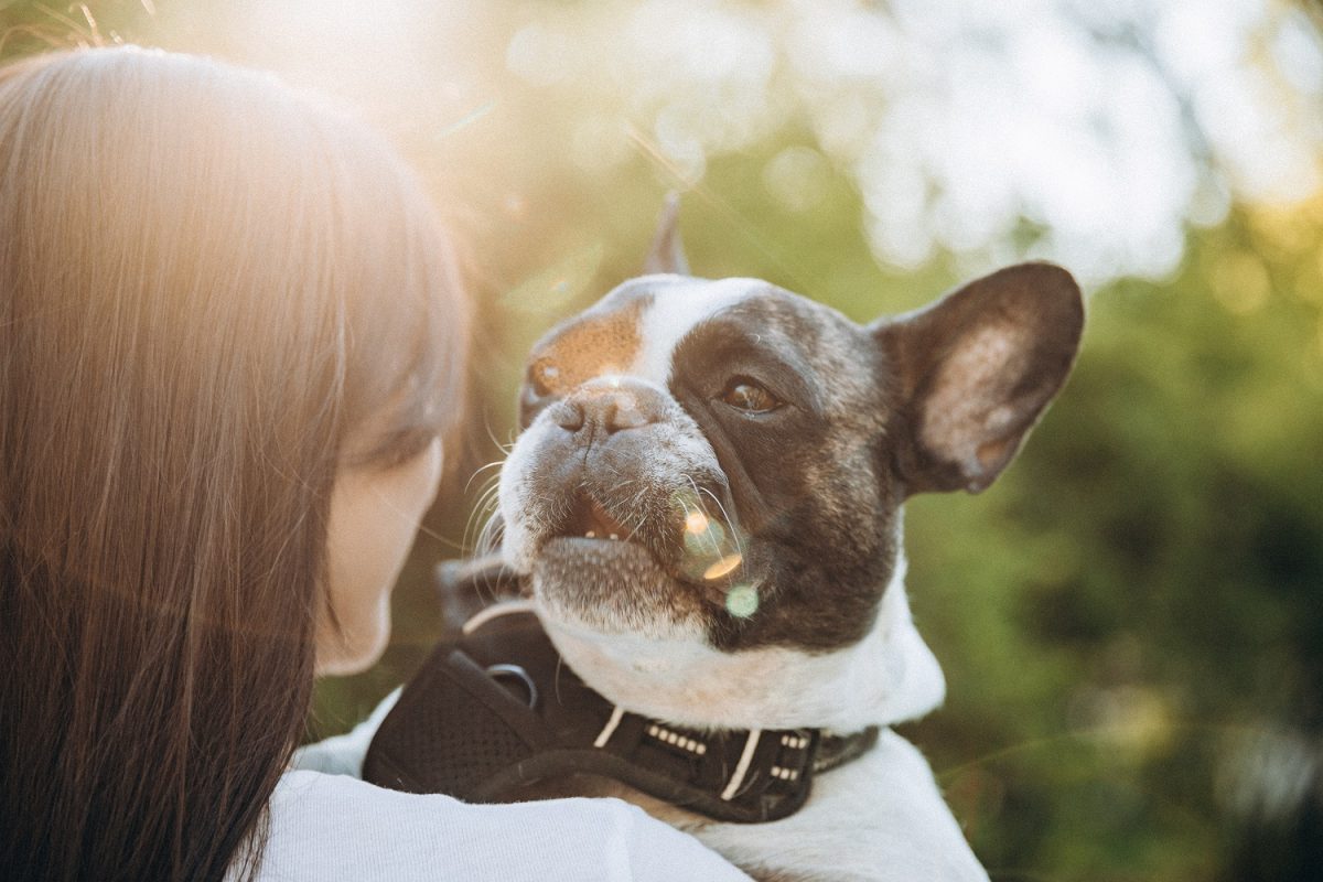 Kapitális hibát követtek el egy kutyapanzióban, ami egy teljesen egészséges buldog életébe került