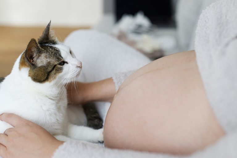 Macskák és a születendő baba első találkozása – megható pillanat a pocakon (videó)