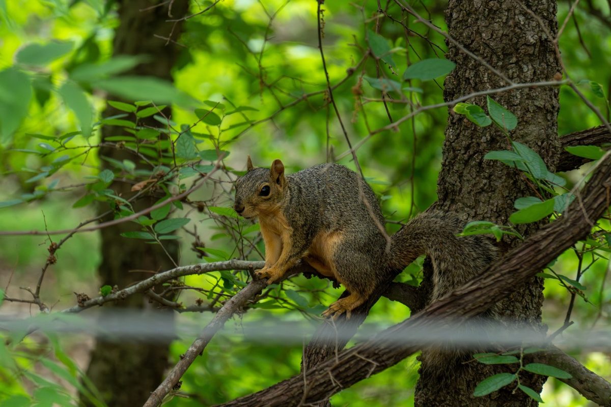 Egyre csak terjed a vírus – „zombi mókusok” jelentek meg az emberek között