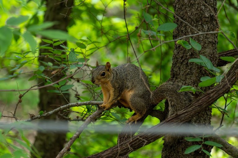 Egyre csak terjed a vírus – „zombi mókusok” jelentek meg az emberek között