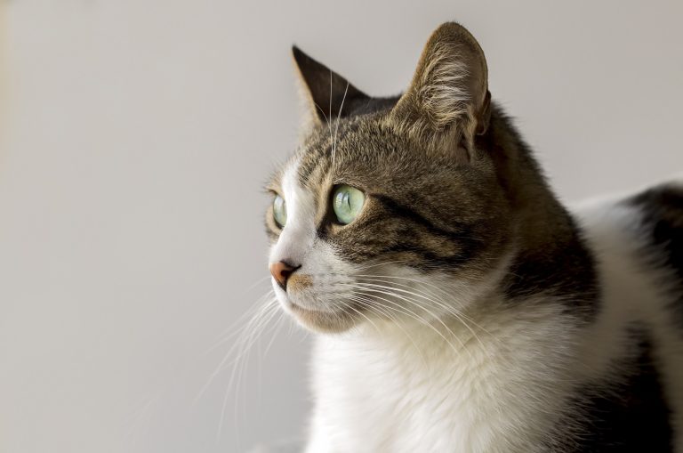 Egy 190 milliós bankhitel miatt még a macskáját is el akarták árverezni, óriási volt az érdeklődés