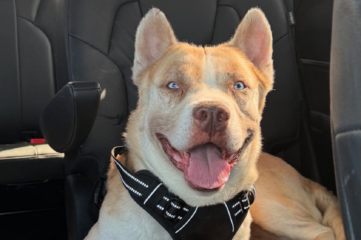 Egy egészséges kutyát akartak elaltatni, az utolsó pillanatban jött a csoda