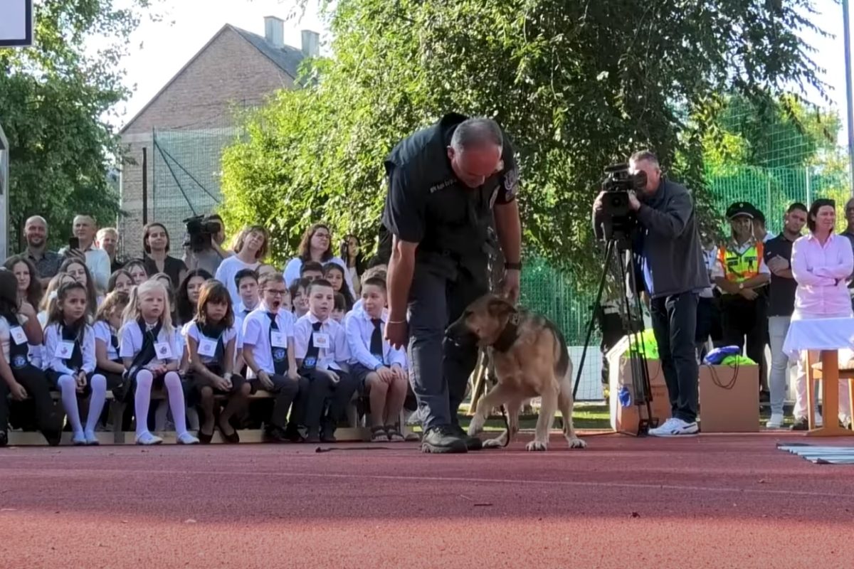 Rambó és Zina rendőrkutyák vezették be a zuglói diákokat a biztonságos közlekedés világába
