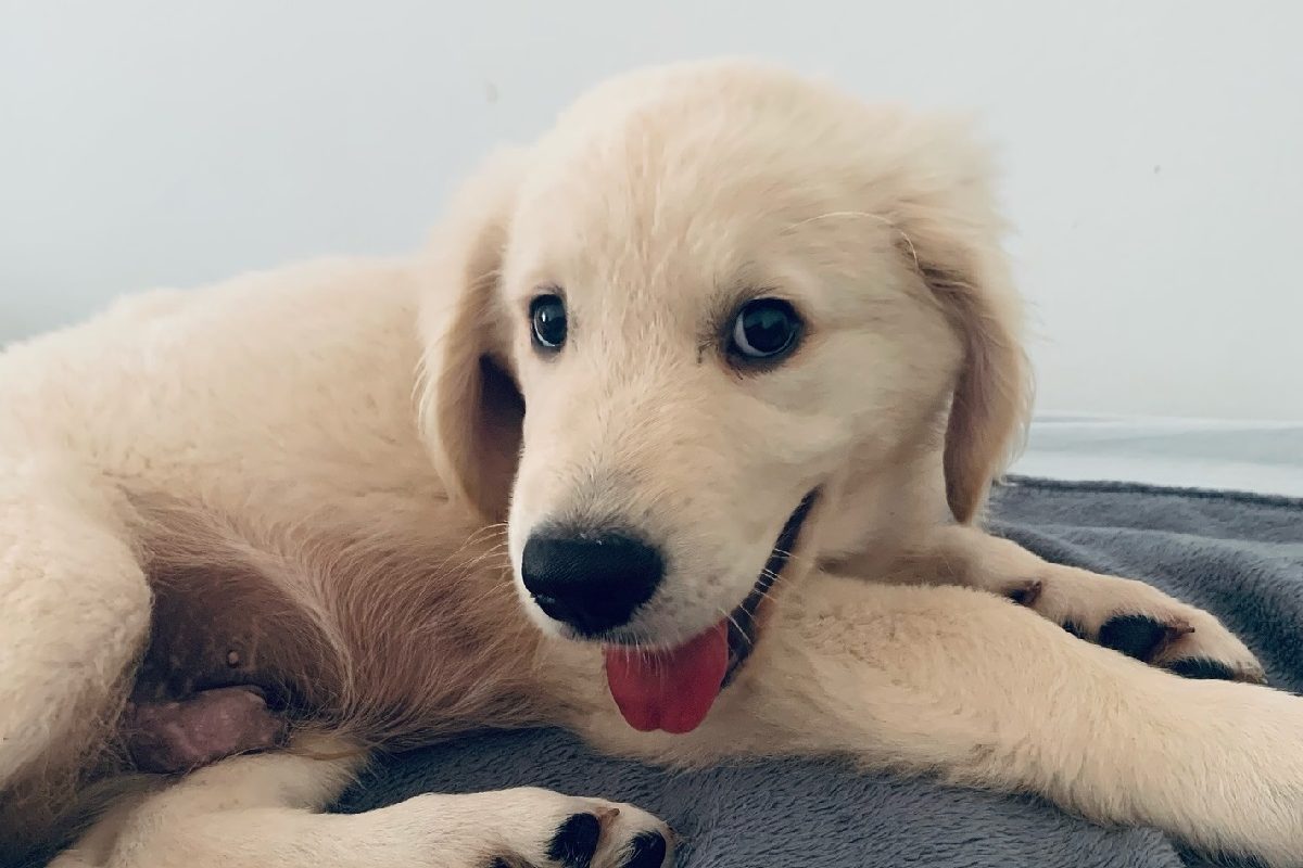 Egy különleges kutyakeverék hódít a neten – így néz ki a berni pásztor és a golden retriever szerelemgyereke (videó)