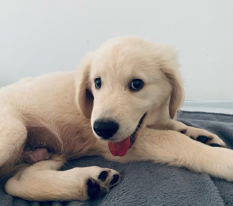 Egy különleges kutyakeverék hódít a neten – így néz ki a berni pásztor és a golden retriever szerelemgyereke (videó)