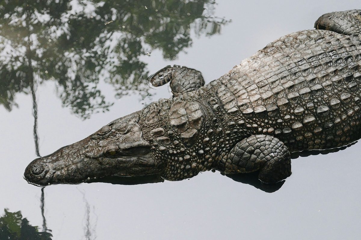 Rémálom a kiránduláson – aligátor ragadta el a feleségét, azonnal utánaugrott