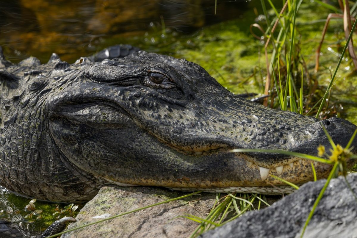 12 éves autista fiút ragadt el egy aligátor – kiderült, nyomoznak az anya ellen