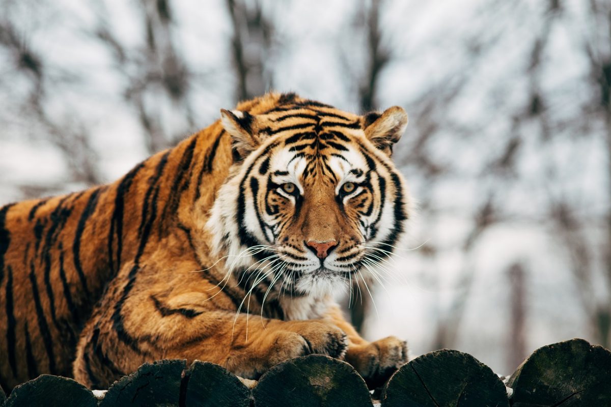 Saját gondozójával végzett egy tigris