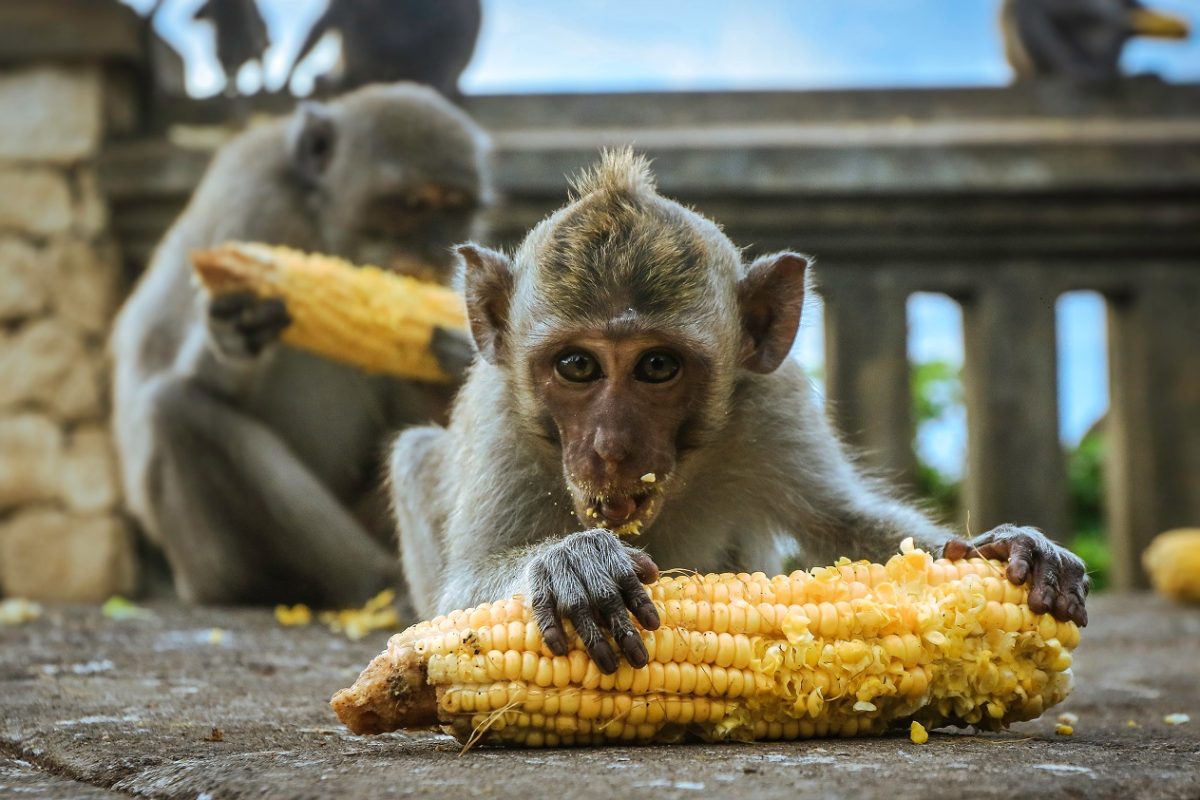 Majomtámadás ért egy 12 éves kislányt, 1,4 milliós számlát kapott a család