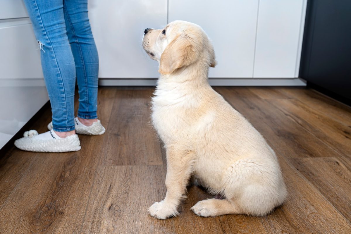 A szőlő és a mazsola akár veseelégtelenséget is okozhat a kutyáknál