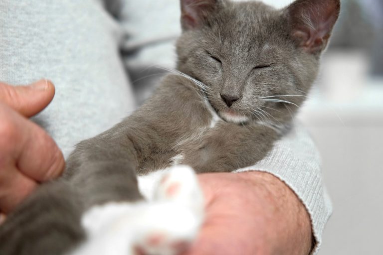 Megható reggeli rutin – egy 93 éves nyugdíjas és idős macskája barátsága könnyekig hatotta az internetet