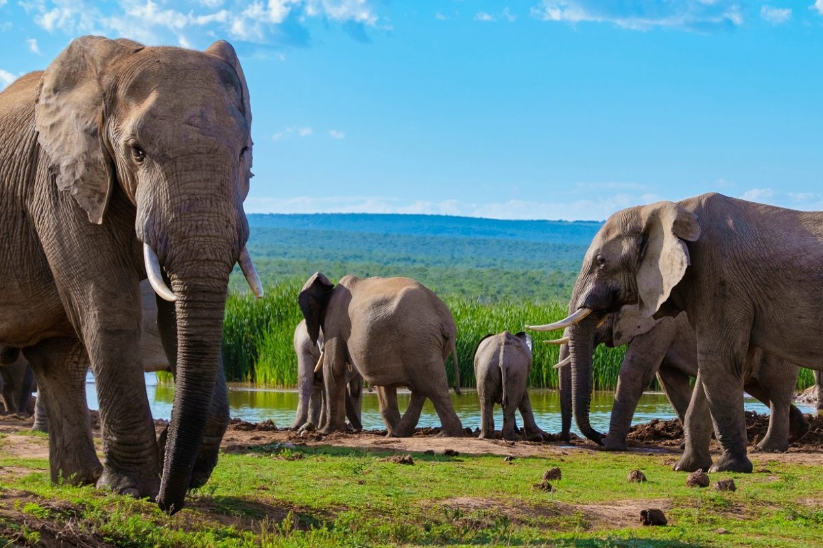 A turisták épphogy túlélték, amikor elefánt borította fel kenuikat