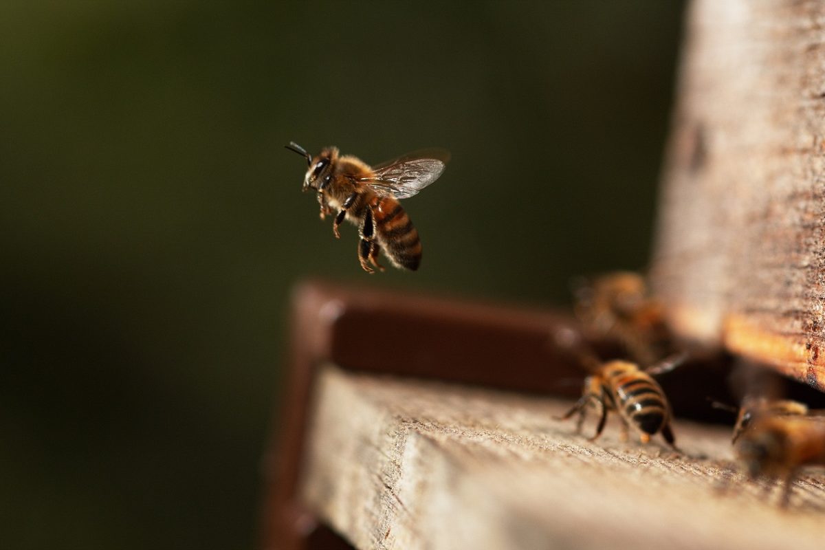 Méhraj végzett egy nyugdíjas ápolónővel, nem tudták megmenteni