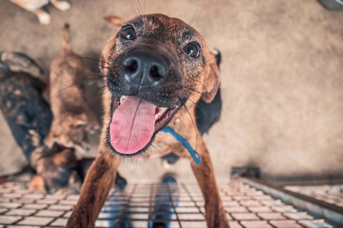 Egyszerre 14 állatmenhelyi dolgozó került kórházba – drogot tartalmazó füst szivárgott