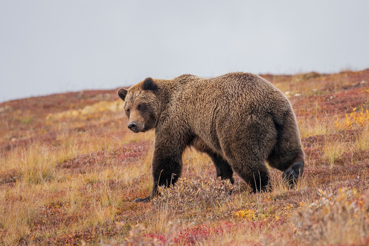 Megint súlyos medvetámadás történt, egy 29 éves férfit kapott el a grizzly