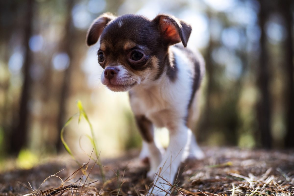 Fényes nappal loptak el egy 9 hetes csivava kutyát, miközben a gazdája rohant utánuk