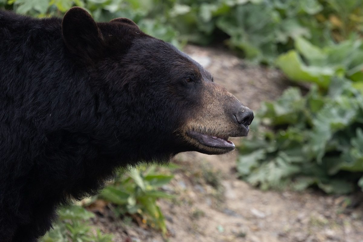 80 kilós medve támadt rá egy 90 éves vásárlóra a boltban