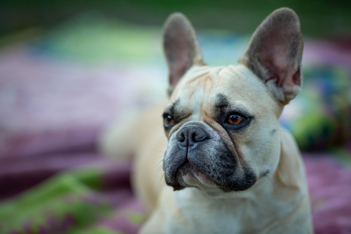 Havi 52 ezer forintot keres palackgyűjtéssel a gazdájának egy francia buldog