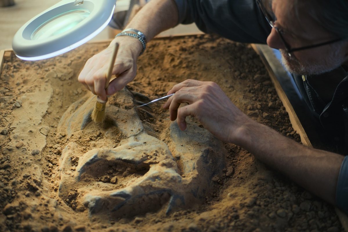 Lázban égnek a tudósok – 10 millió éves delfinszerű őslény fosszíliájára bukkantak