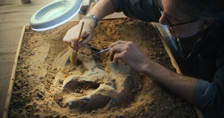 Lázban égnek a tudósok – 10 millió éves delfinszerű őslény fosszíliájára bukkantak