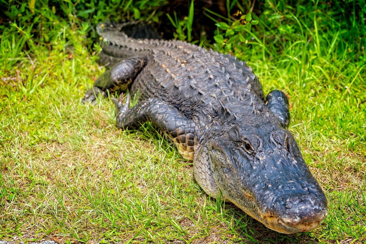 Videón, ahogy rendőrök lasszóval fognak be egy hatalmas aligátort egy ház kertjében