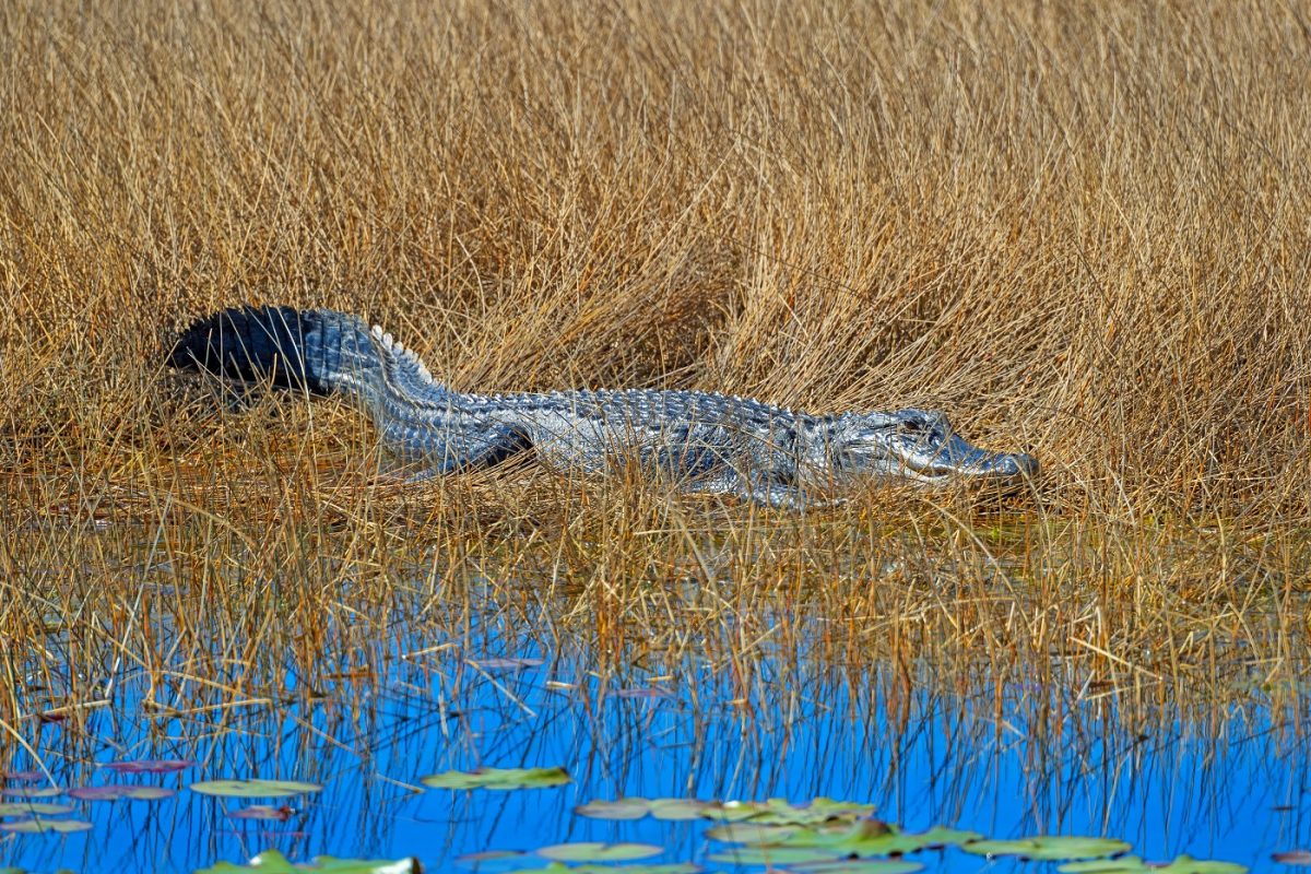 Aligátorral küzdött meg egy 61 éves nő, hogy megmentse a 4 hónapos kutyáját