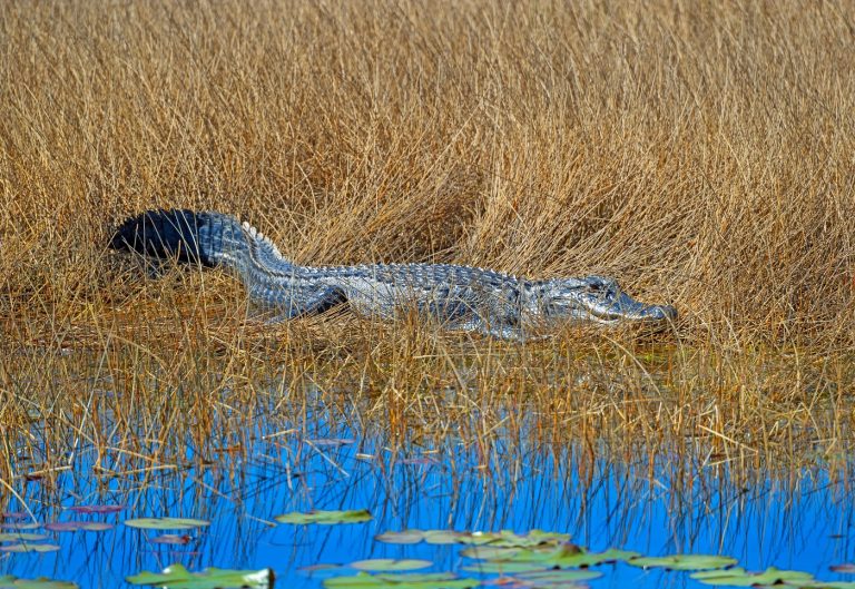 Aligátorral küzdött meg egy 61 éves nő, hogy megmentse a 4 hónapos kutyáját