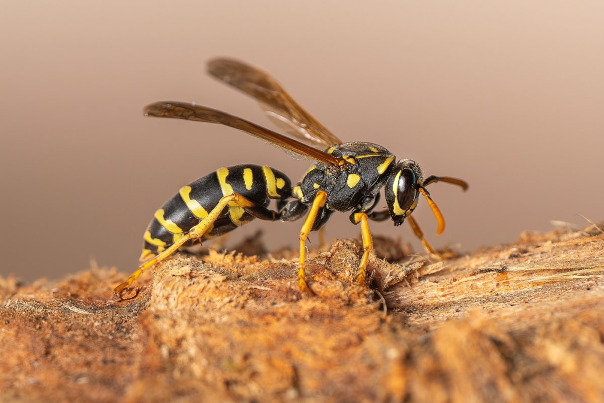 Két gyermek halt meg darázstámadásban – több száz csípés végzett a fiatal testvérpárossal