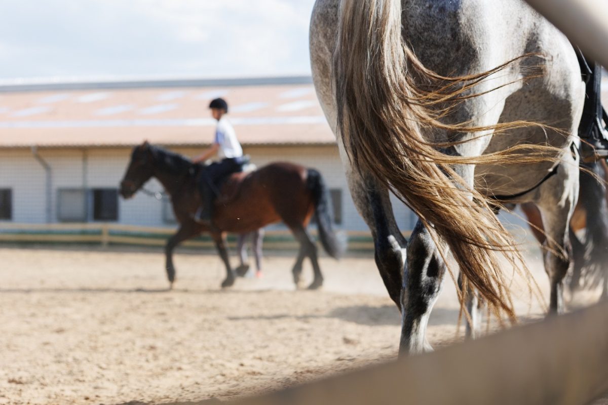 Saját lova végzett a lovassport ismert alakjával