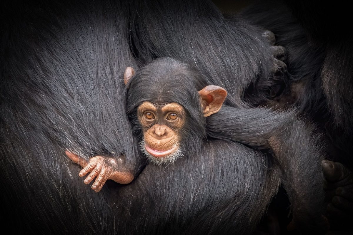 Telefonstopot rendeltek el az egyik nagy állatkertben