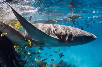 Cápatámadás ért egy 8 éves fiút, súlyos sérülésekkel szállították kórházba mentőhelikopterrel