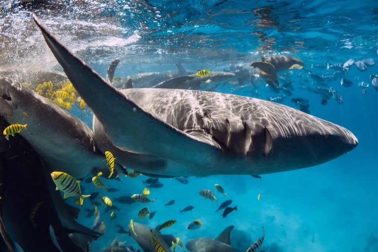 Cápatámadás ért egy 8 éves fiút, súlyos sérülésekkel szállították kórházba mentőhelikopterrel