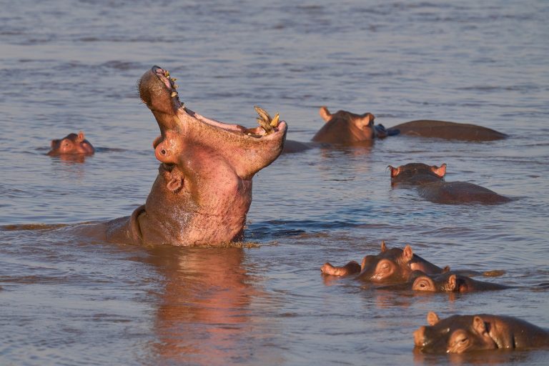 Víziló borított fel egy csónakot – 11 ember, köztük gyerekek tűntek el