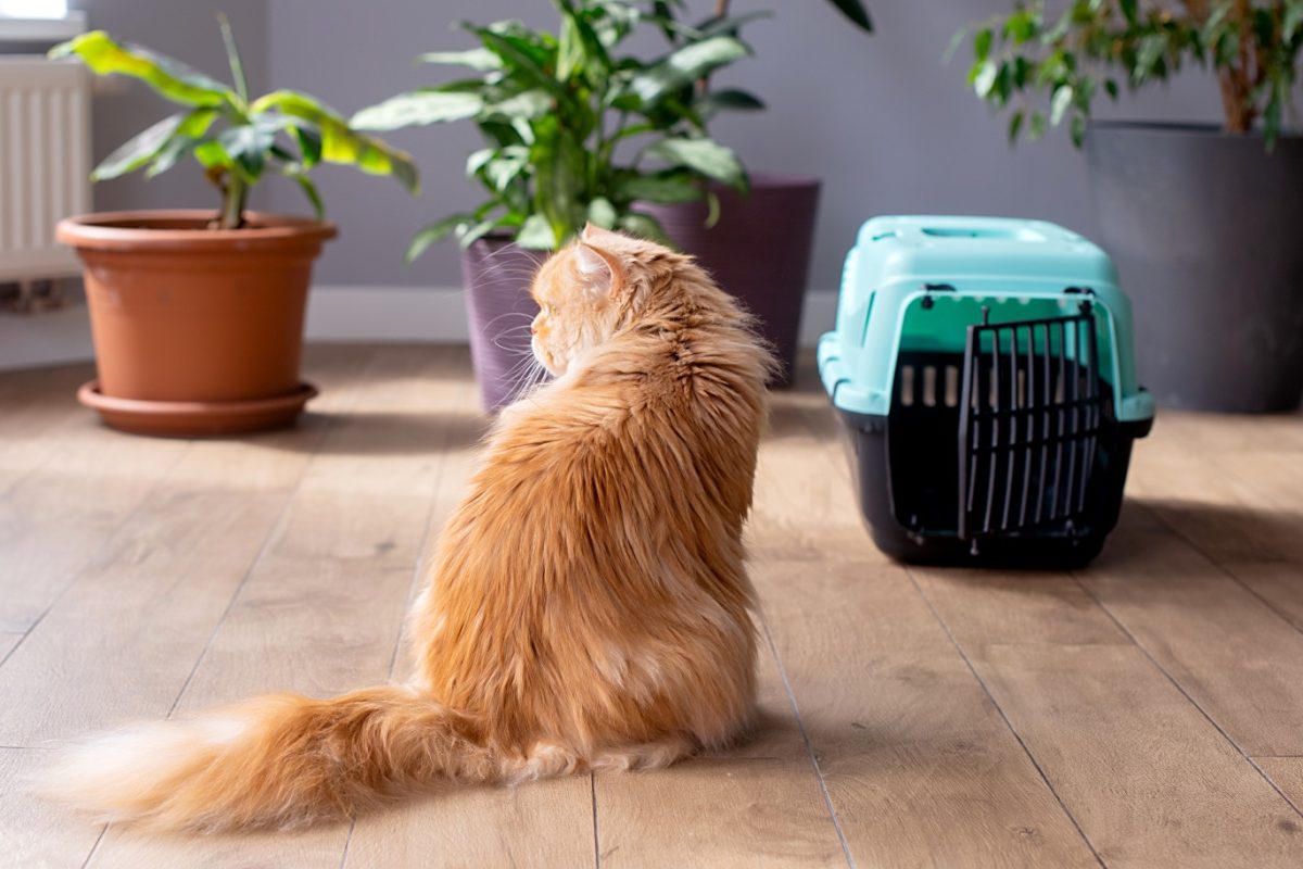 Kézzel épített miniatűr macskametró hódította meg az internetet – 100 milliós nézettség pár nap alatt