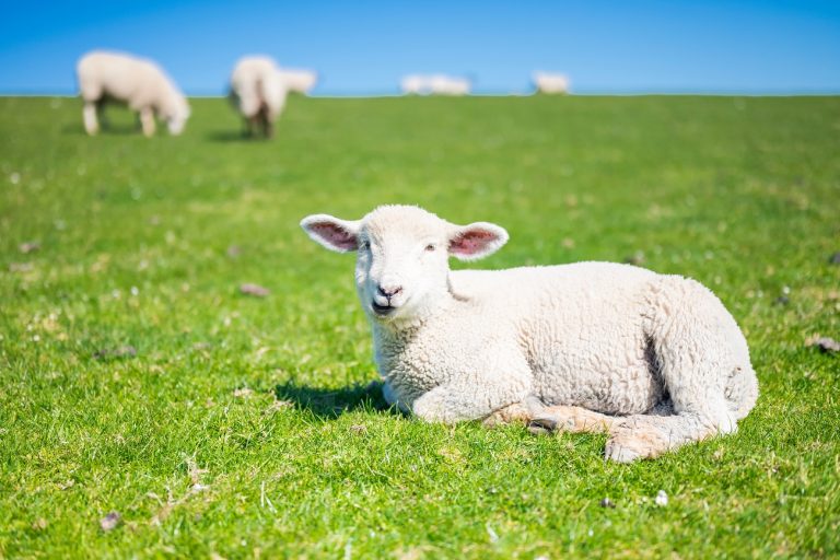 200 birka miatt kellett elhalasztani egy futballmeccset